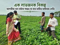 Black gram farming benefit