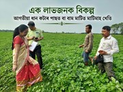 আগতীয়া ধান কটাৰ পাছত বা বাম মাটিত মাটিমাহ খেতি