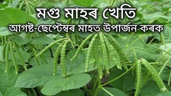 Short Duration, Long Profits: The Economic Benefits of Green Gram Cultivation
