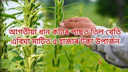Profitability and Benefits of Sesame Cultivation