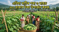 Benefit of Advanced Cucumber farming