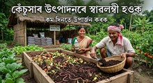 ঘৰতে কেঁচুসাৰ উৎপাদন কৰি কেনেকৈ স্বাৱলম্বী হ'ব