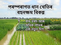 PADDY ALTERNATIVE FARMING