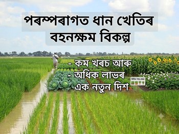 পৰম্পৰাগত ধান খেতিৰ বহনক্ষম বিকল্প