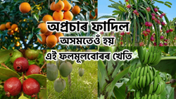 These fruits grow in Assam