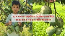Amrapali Mango : ২৫ ৰ পৰা ৩০ বছৰলৈকে একেৰাহে ফল দিয়ে