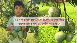 Amrapli mango farming benefit