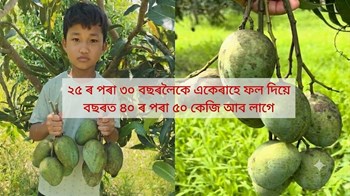 Amrapali Mango : ২৫ ৰ পৰা ৩০ বছৰলৈকে একেৰাহে ফল দিয়ে
