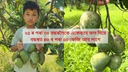 Amrapali Mango : ২৫ ৰ পৰা ৩০ বছৰলৈকে একেৰাহে ফল দিয়ে