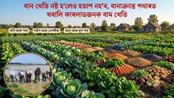 How Alternating Winter Crops Can Recover Monsoon Losses in Assam