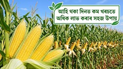 Maize Cultivation as an Alternative to Paddy