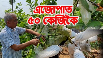 ১ বিঘাতে লাখ টকা উপাৰ্জনৰ ব্যৱসায়িক ফৰ্মুলা