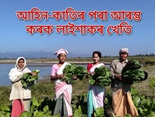 আহিন-কাতিৰ পৰা আৰম্ভ কৰক লাইশাকৰ খেতি