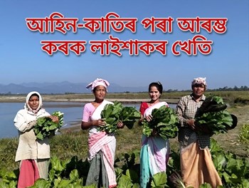আহিন-কাতিৰ পৰা আৰম্ভ কৰক লাইশাকৰ খেতি