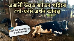 Starting a Dairy Farm with a Single Cow