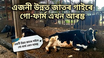এজনী উন্নত জাতৰ গাইৰে গো-ফাৰ্ম এখন আৰম্ভ কৰিব পাৰি নে!