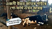 এজনী উন্নত জাতৰ গাইৰে গো-ফাৰ্ম এখন আৰম্ভ কৰিব পাৰি নে!