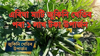 এবিঘা মাটি জুকিনি খেতিৰ পৰা ১ লাখ টকা উপাৰ্জন