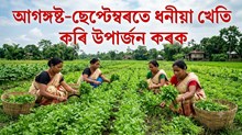 আগষ্ট-ছেপ্টেম্বৰতে ধনীয়া খেতি কৰি উপাৰ্জন কৰক