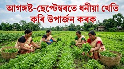 Early Coriander Cultivation: A Profitable Guide for Assam's Changing Climate
