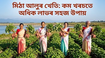 মিঠা আলুৰ খেতি: কম খৰচতে অধিক লাভৰ সহজ উপায়