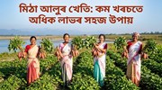 মিঠা আলুৰ খেতি: কম খৰচতে অধিক লাভৰ সহজ উপায়
