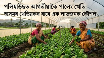 পলিহাউছত আগতীয়াকৈ পালেং খেতি