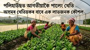 পলিহাউছত আগতীয়াকৈ পালেং খেতি