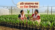 এটা তামোলৰ পৰা ৩০ টকা উপাৰ্জন!